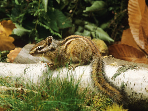 ECUREUIL DE COREE eutamia sibericus