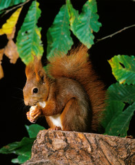 ECUREUIL ROUX sciurus vulgaris
