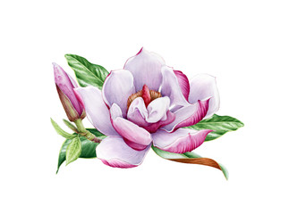 Magnolia pink flower with leaf watercolor painted illustration. Hand drawn lush spring blossom in the full bloom. Magnolia paint charming flower isolated on the white background.
