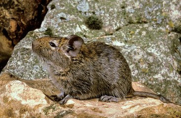 OCTODON octodon degus