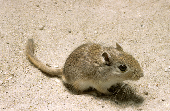 GERBILLE DES CHAMPS gerbillus campestris