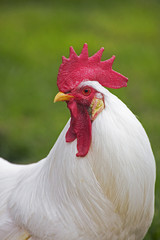 COQ LEGHORN