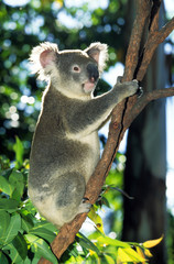KOALA phascolarctos cinereus