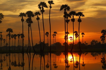 Silhouette of palmyra palm or Borassus flabellifer in the pond, with the palm tree around the ridge in the morning, when the sunrise with the beautiful sky at Thailand