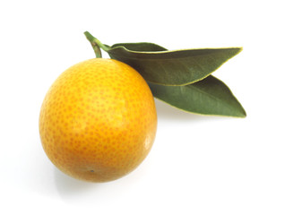 KUMQUAT