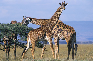 Fototapeta premium GIRAFE MASAI giraffa camelopardalis tippelskirchi