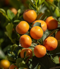 tangerine trees with fruits as background