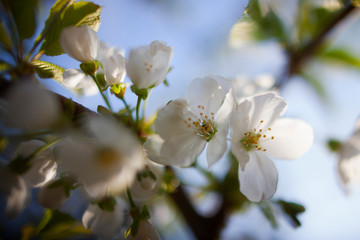 Obraz premium blooming apple tree in spring against blue sky