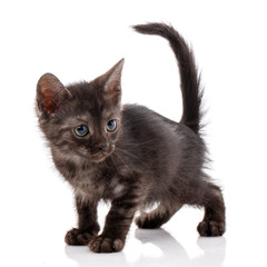 Little homeless kitten on a white background