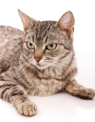 Adult striped cat with green eyes on a white