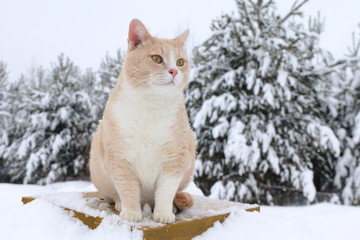 A portrait of a red cat sitting on snowdrift on the background of winter forest.