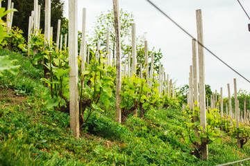 Fototapeta na wymiar Plantation of grapes bearing vines in spring. Grapevine. Wine growing in the field. Agriculture. Young grapes with leaves. Fruit. Vineyard in early summer time.
