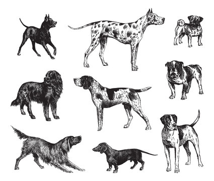Dog collection / vintage illustration from Brockhaus Konversations-Lexikon 1908