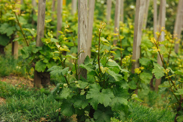 Plantation of grapes bearing vines in spring. Grapevine. Wine growing in the field. Agriculture. Young grapes with leaves. Fruit. Vineyard in early summer time.