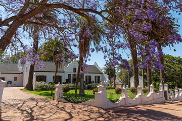 Durbanville, Cape Town, South Africa. Dec 2019. Homestead and Jacaranda tree on the Diemersdal wine...