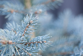 blue fir background in winter time