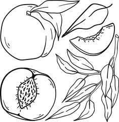 Contour vector illustration with peach, slices and parts and branch with leaves. Good for printing. Doodle style and coloring book ideas. Isolated set on white background.