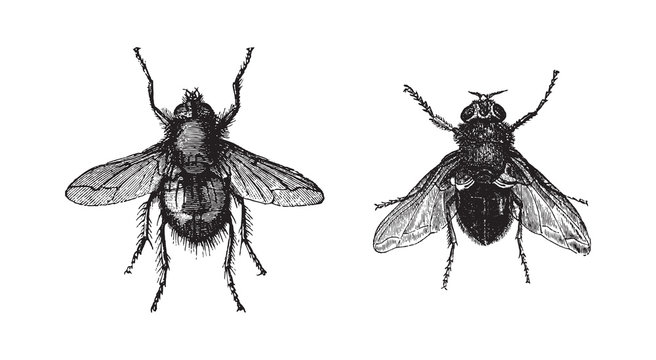 Fly - Tachina fera and Calliphora vomitoria / vintage illustration from Brockhaus Konversations-Lexikon 1908