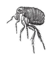 Human flea (Pulex irritans) / vintage illustration from Brockhaus Konversations-Lexikon 1908