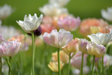white with delicate pink tulips on a lawn