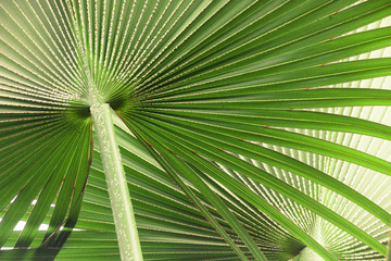 Obraz na płótnie Canvas feuilles de palmier