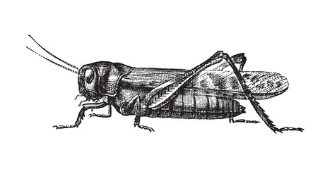 Migratory locust (Locusta migratoria) / vintage illustration from Brockhaus Konversations-Lexikon 1908 - obrazy, fototapety, plakaty