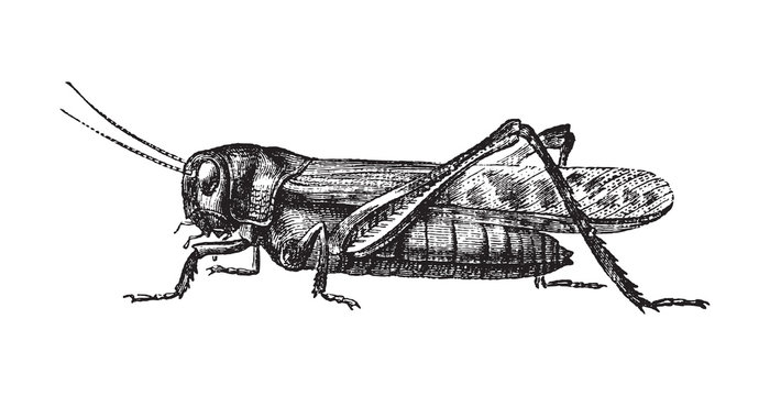 Migratory locust (Locusta migratoria) / vintage illustration from Brockhaus Konversations-Lexikon 1908