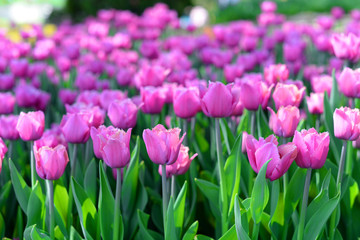  beautiful summer flowers tulips lilac on the field under the sun