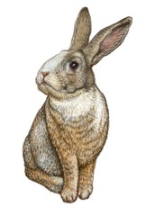 Cute rabbit, hand painting illustration on isolated white background