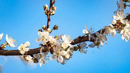 Flowers, Spring, Insect - A honeybee visits a white flowering flower, from a mirabelle tree to gather nectar, on a sunny day in April, near Marburg in Germany. © Copula