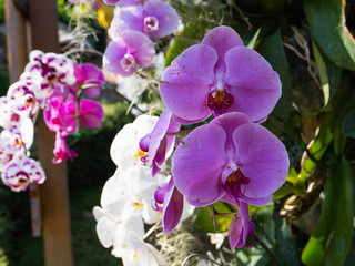 Fototapeta na wymiar close up of purple orchids in the garden
