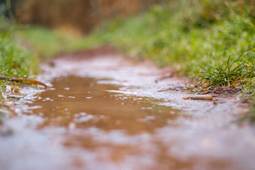 Muddy path in a field wet with rainwater. Green wild grass growing around it