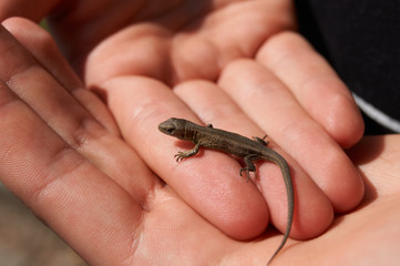 Tiny lizard on hand