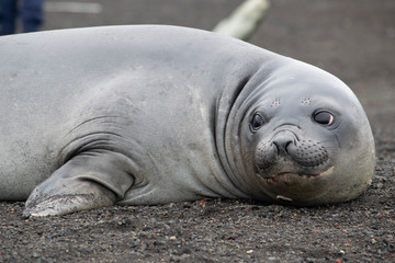 Weddell seal, Leptonychotes weddellii, resting on antarctic beach