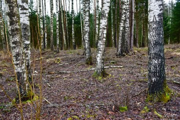 A birch grove in the middle of a coniferous forest