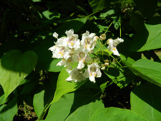 flower in city summer park