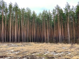 Green pine forest, view from afar. Tall, beautiful pine trees on a background of cloudy sky. Picturesque forest landscape. Concept: deforestation