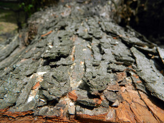 nature in the city summer park