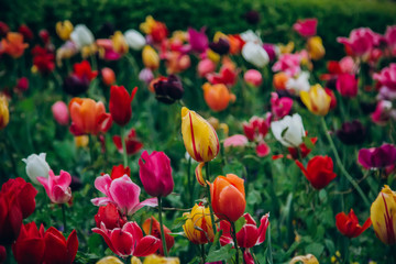 Colorful holiday or birthday panoramic background with tulip flower garden, red, yellow, white, Keukenhof flower garden, Netherlands, Holland.