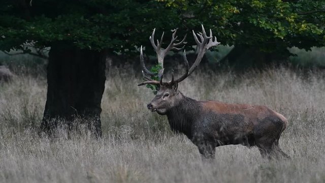 Red deer (Cervus elaphus) stag covered in mud and with branch in huge antlers bellowing in forest during the rut in autumn