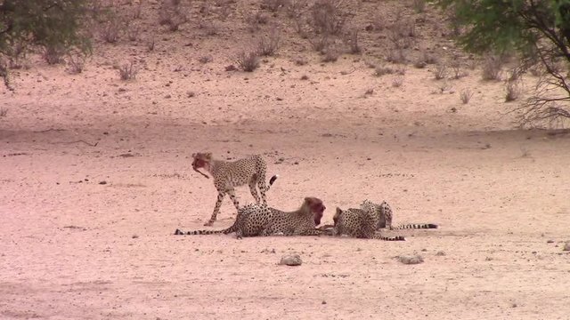 Coalition of African Cheetahs feed on recently killed Kalahari prey