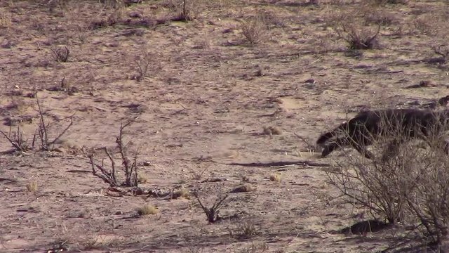 Badger spins and chases Pale Chanting Goshawk in the Kalahari Desert