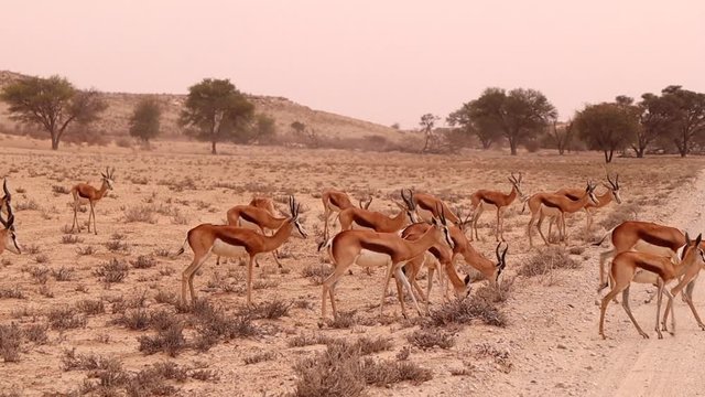 A harem of Springbok antelope cross a road in the Kalahari Desert