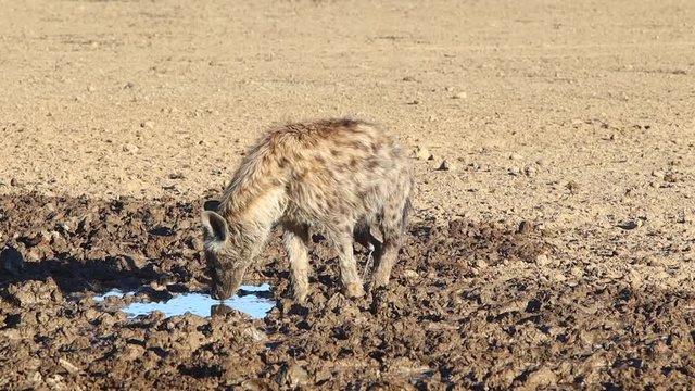 Mangy Spotted Hyena urinates in his drinking water in the Kalahari
