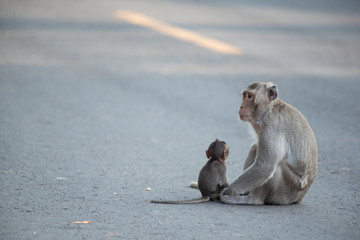 Obraz premium Monkeys come to wait for food from people on the street.
