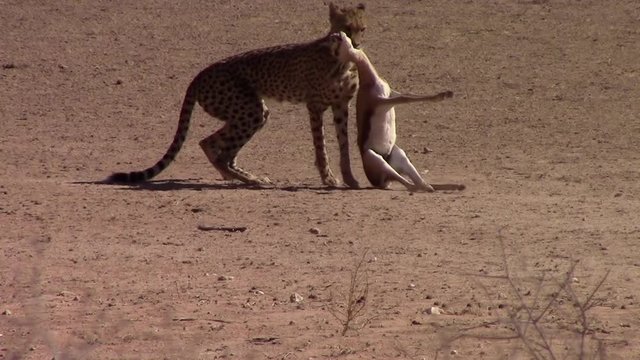 African Cheetah bites and drags Springbok Antelope by the neck