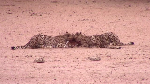 Coalition of African Cheetahs share eating a recently killed antelope