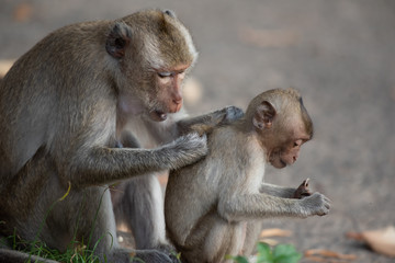 The mother monkey and baby monkey are sitting in the forest.