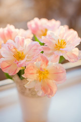 Bouquet of tulips with pink and white petals in white metal vase at sunlight. Waiting for spring