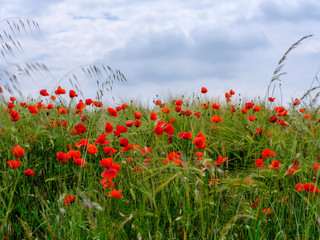 Red poppies